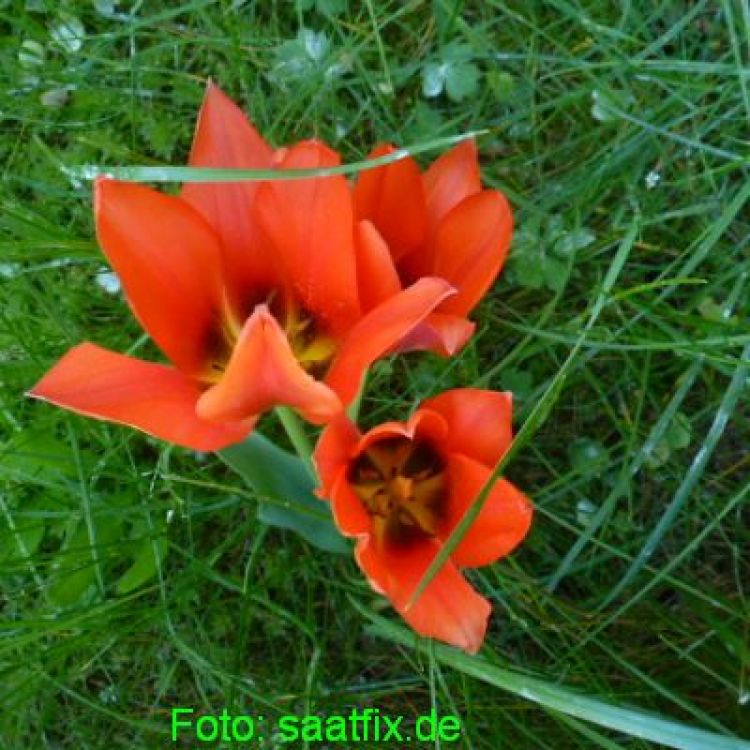 Greigii Tulpen Orange Toronto 2