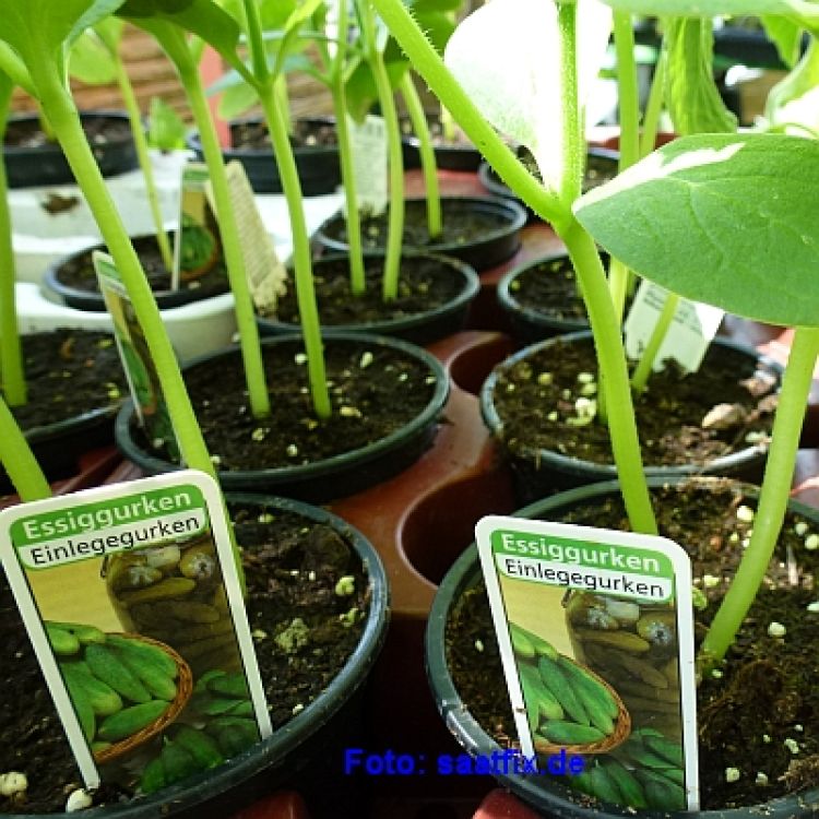 Freilandgurken Conny, Einlegegurken