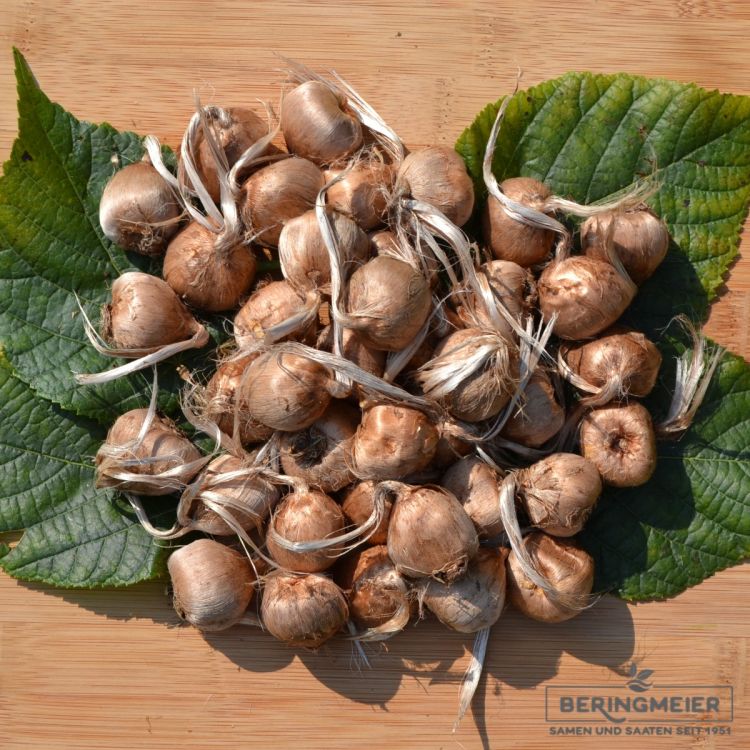 Safran Krokus sativus Blumenzwiebeln 6