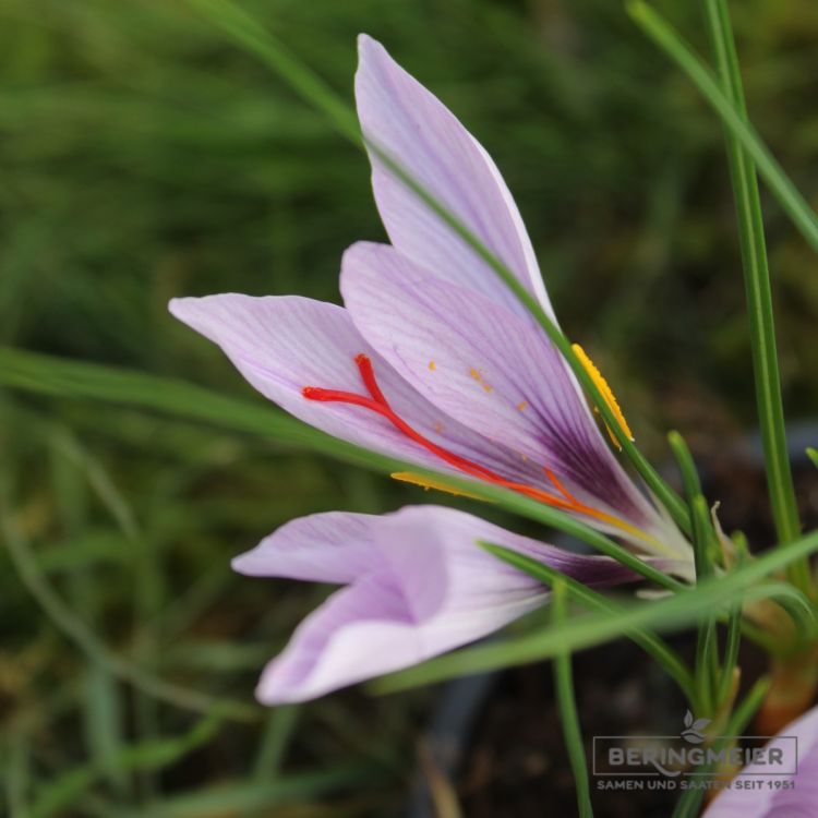 Safran Krokus sativus 3