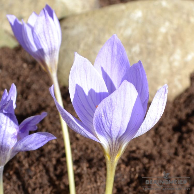 Crocus Botanische speciosus 2