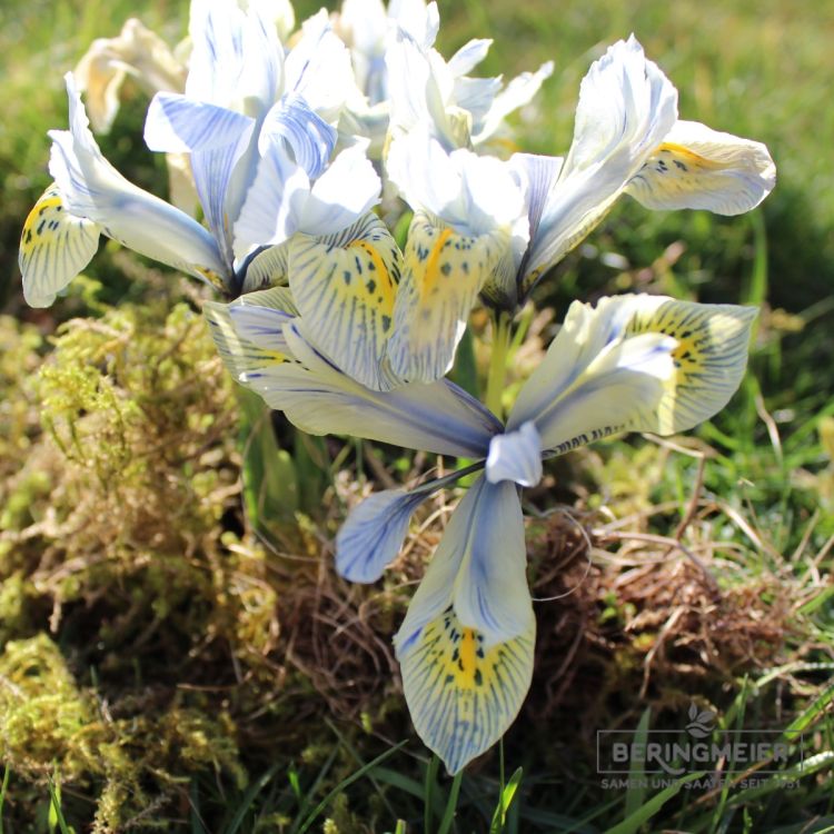 Iris histroides Katharine Hodgkin 3