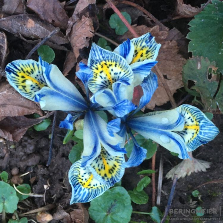 Iris histroides Katharine Hodgkin 1