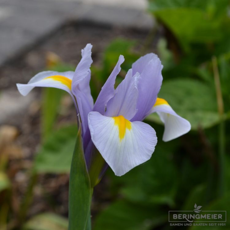 Iris hollandica Silvery Beauty