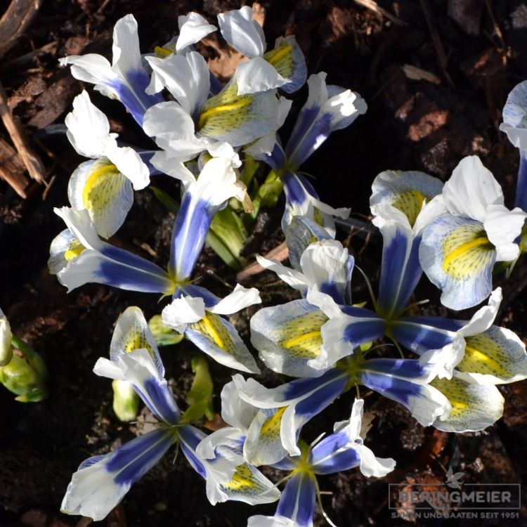 Iris reticulata Sea Breeze