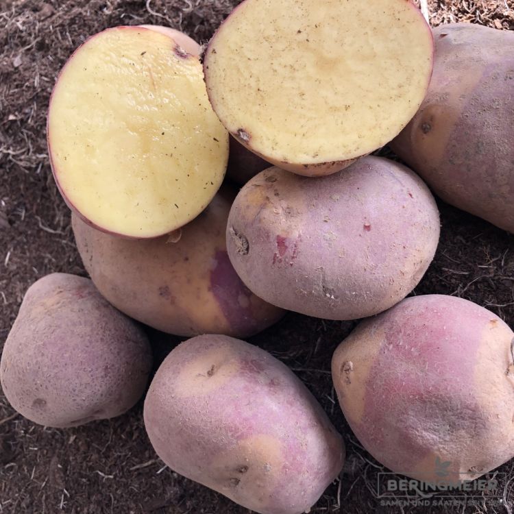 Pflanzkartoffeln Nemo 2