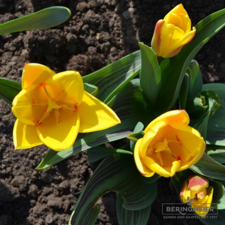 Kaufmanniana Tulpe Giuseppe Verdi 3
