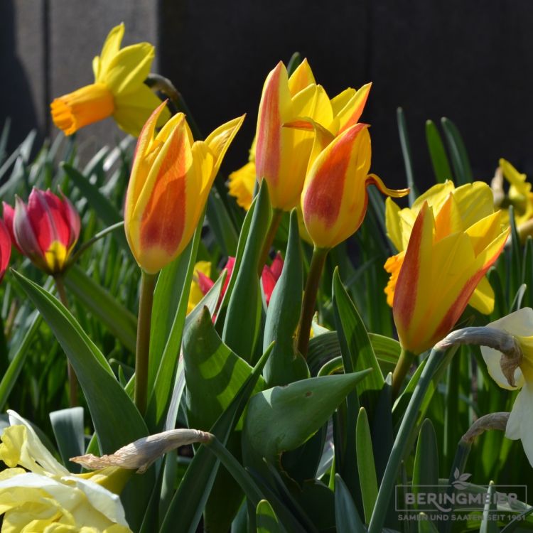 Kaufmanniana Tulpe Giuseppe Verdi 4