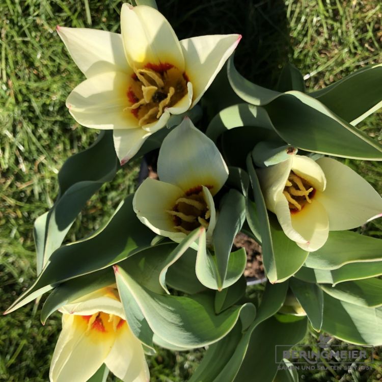 Kaufmanniana Tulpen Hope 2