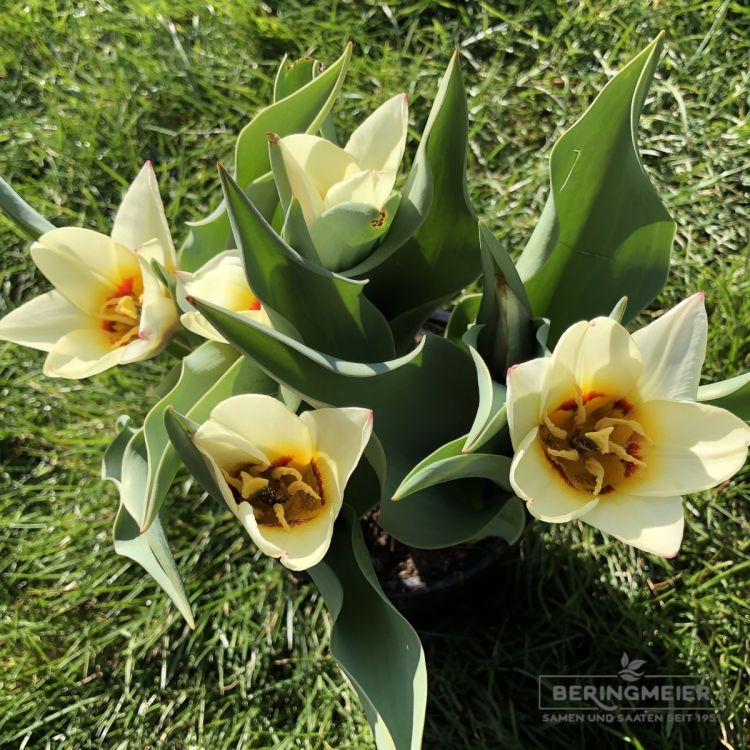 Kaufmanniana Tulpen Hope 4