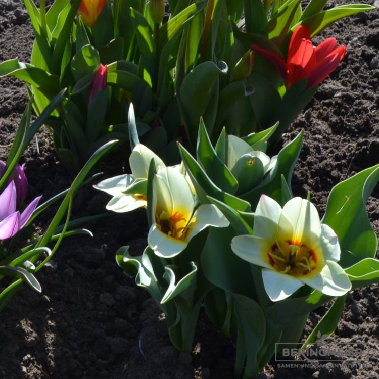 Kaufmanniana Tulpen Hope 5