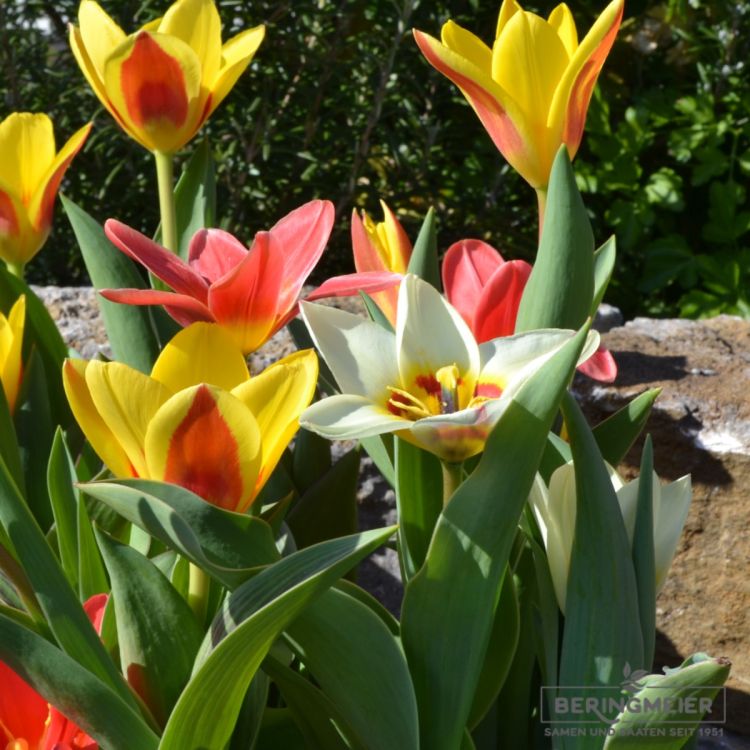 Kaufmanniana Tulpen Hope 6