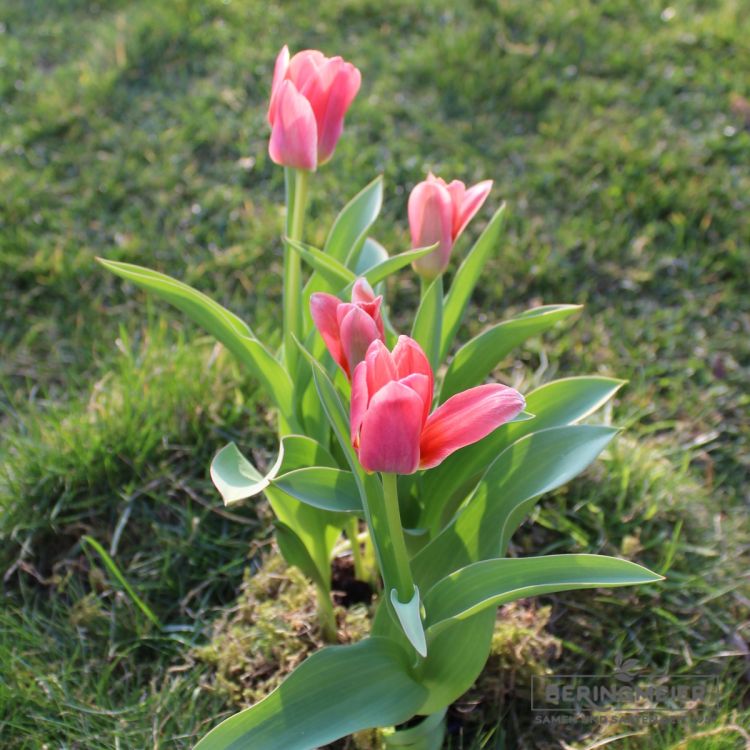 Kaufmanniana Tulpen Shakespeare 3