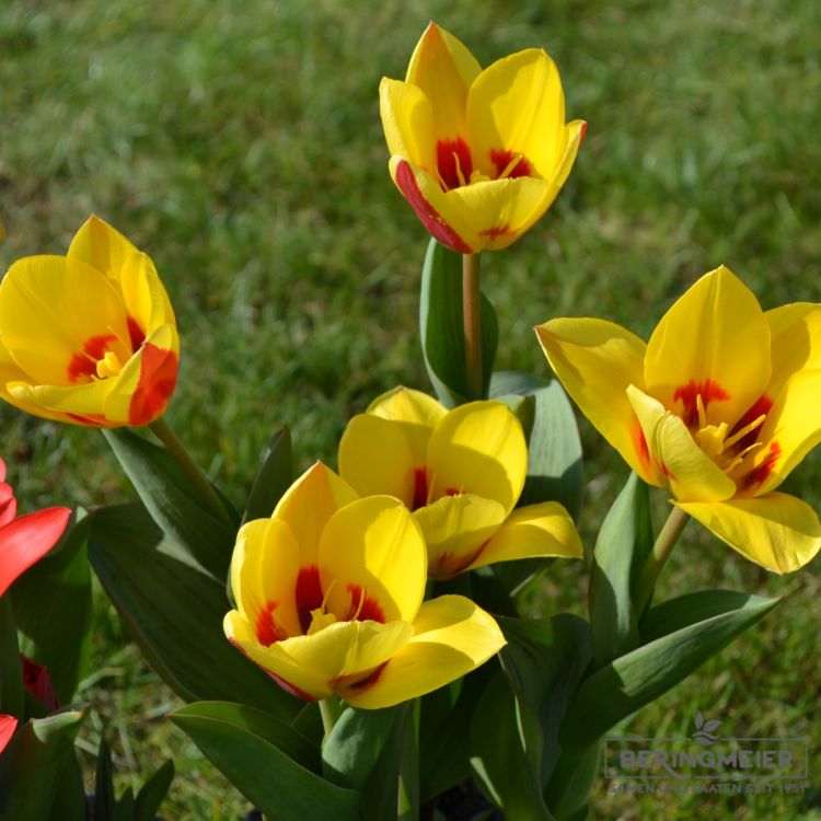 Kaufmanniana Tulpe Stresa 2