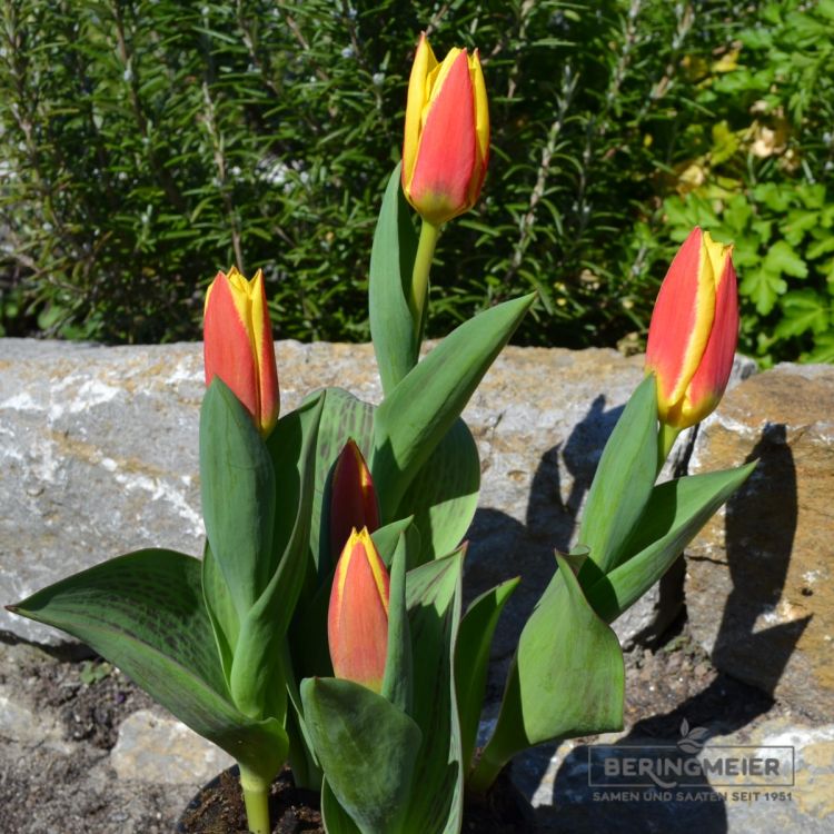 Kaufmanniana Tulpe Stresa 4