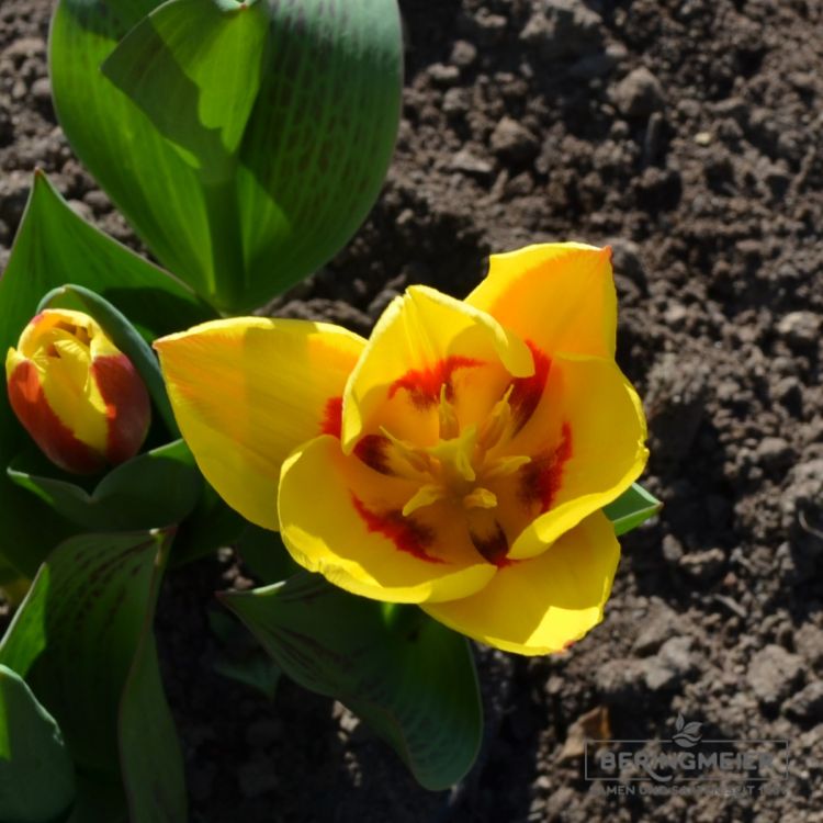 Kaufmanniana Tulpe Stresa 3