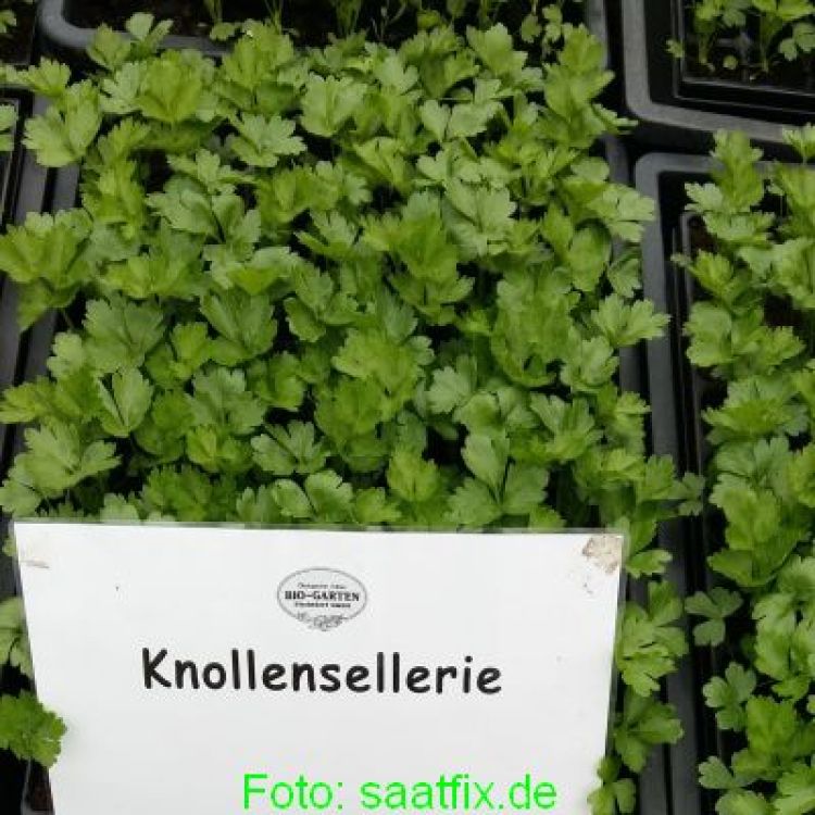 Knollensellerie Asterix