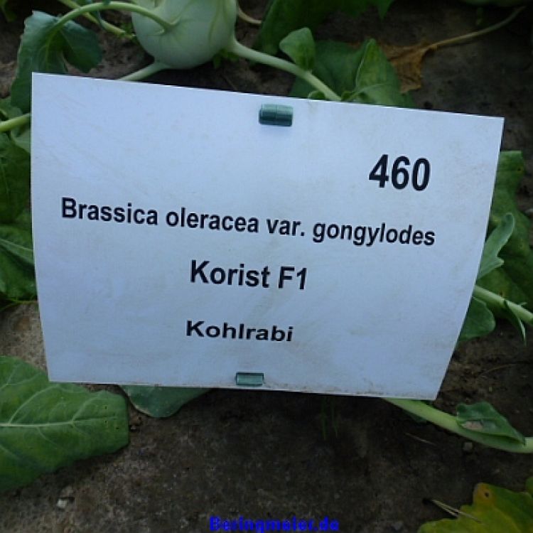 Kohlrabi Korist, weiß