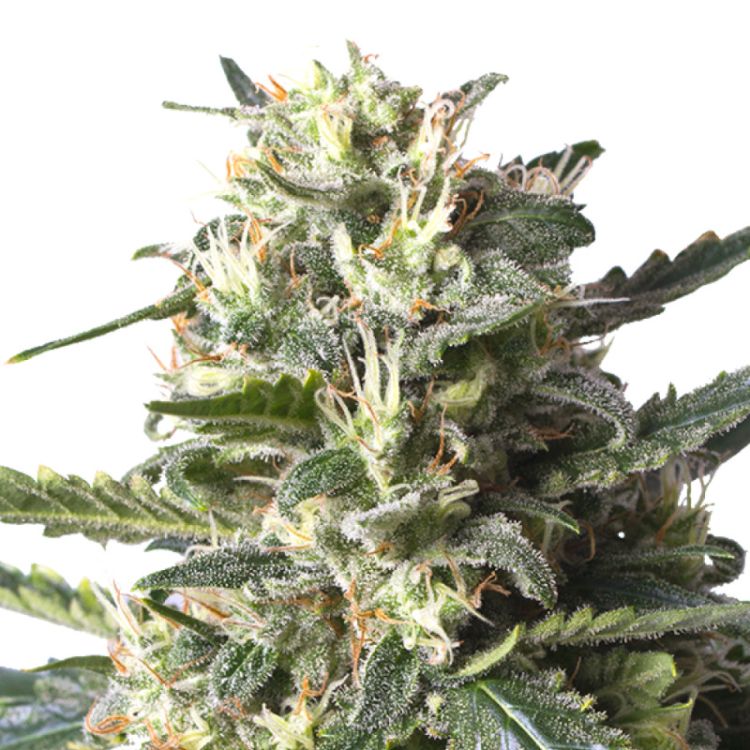 Lemon Shining Silver Haze feminisiert Royal Queen Seeds