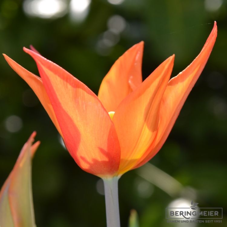Lilienblütige Tulpe Ballerina 4