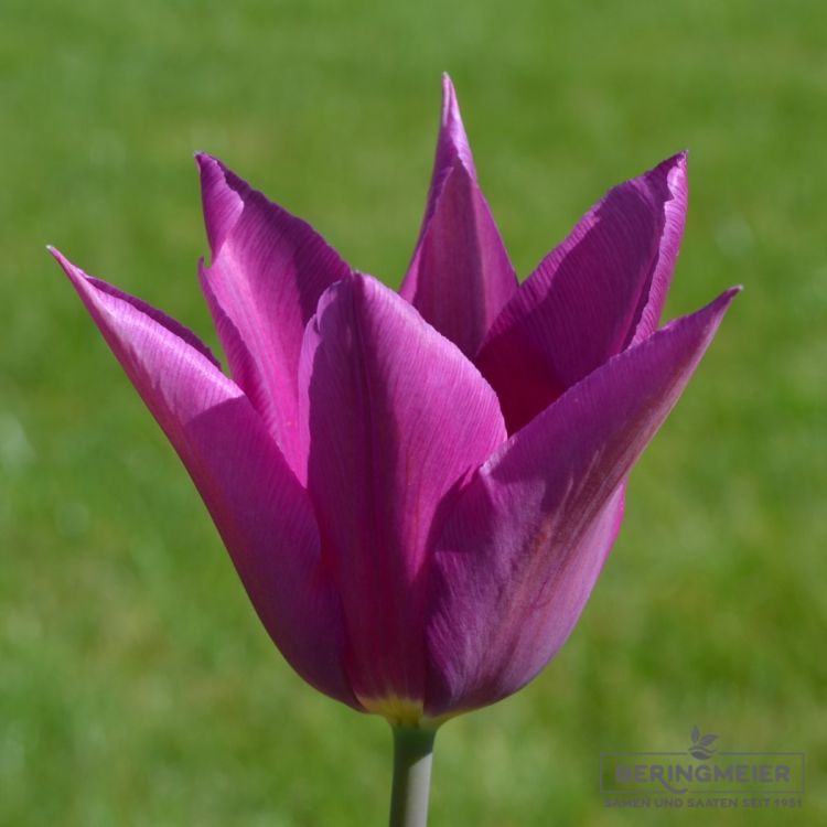 Lilienblütige Tulpe Burgundy 1