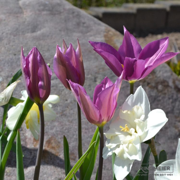 Lilienblütige Tulpe Burgundy 5