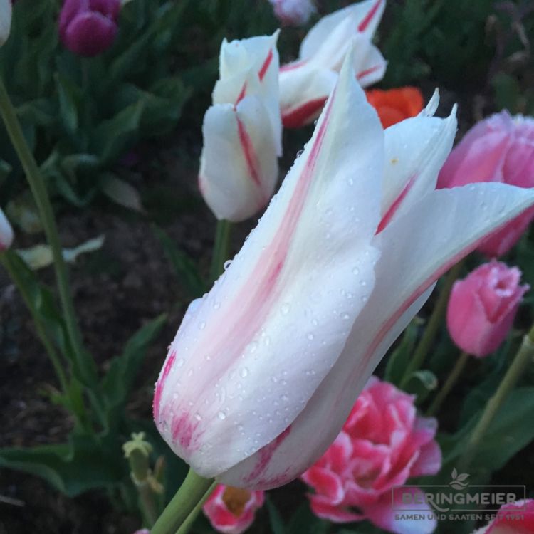 Lilienblütige Tulpen Marilyn 2