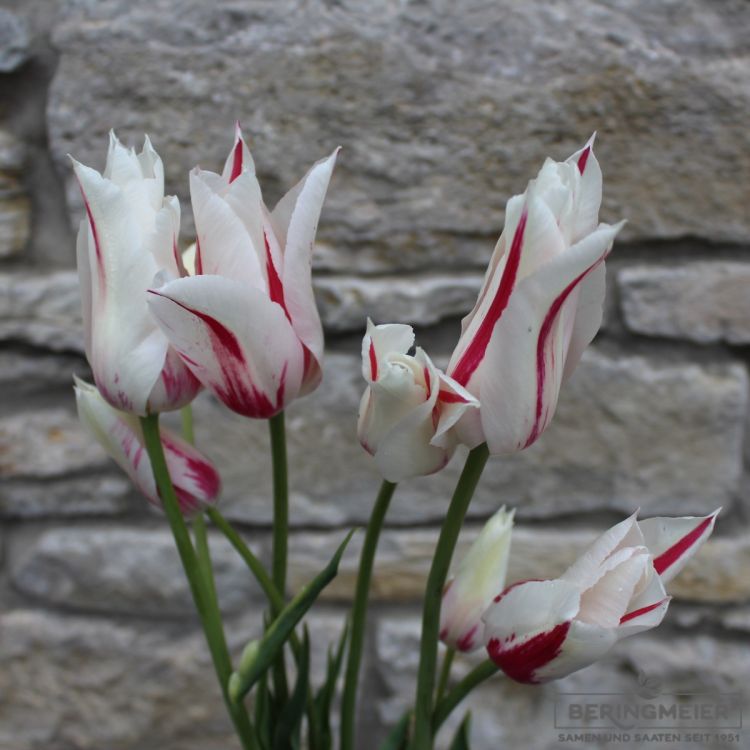 Lilienblütige Tulpen Marilyn 5