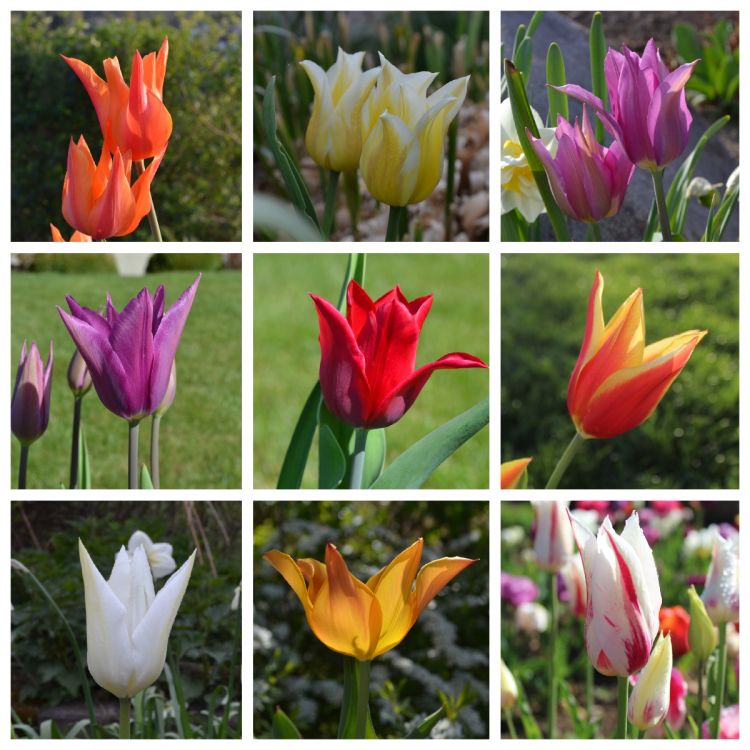 ABVERKAUF  Tulpen Mischung 250 Stück