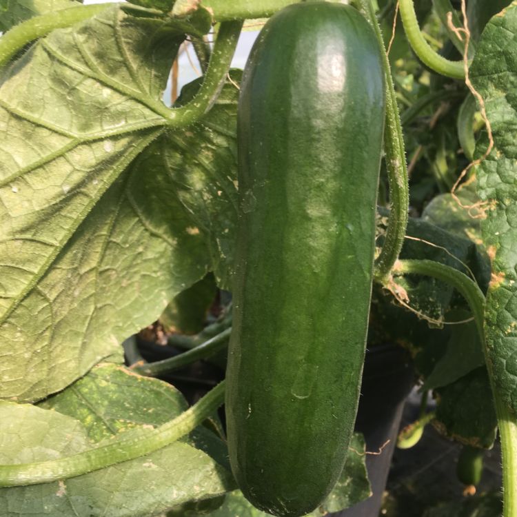 Treibgurken Picolino F1, Minigurken