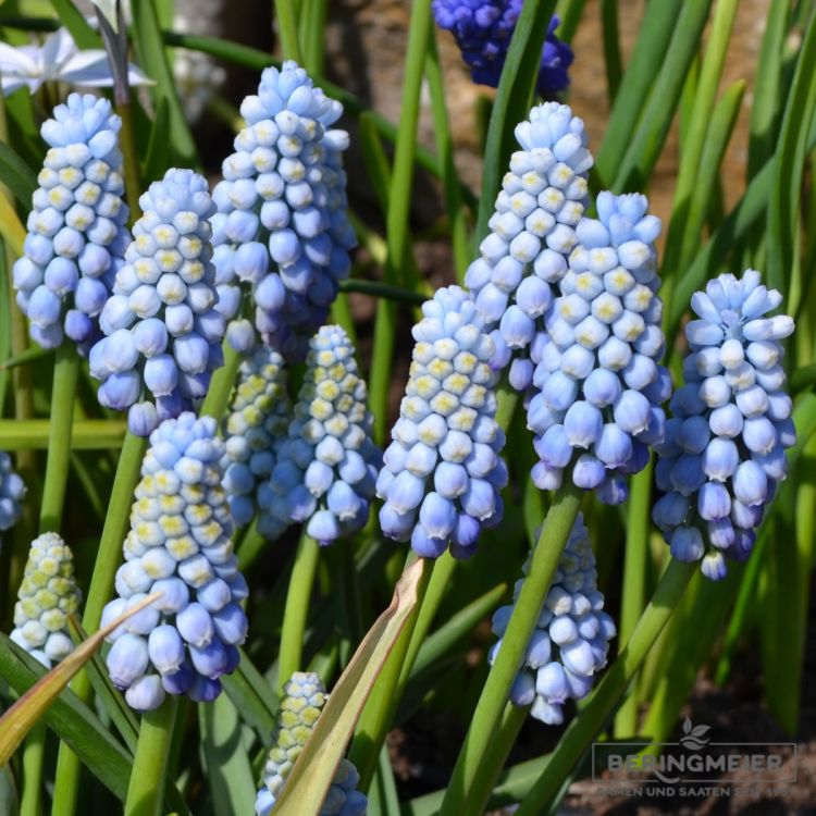 Muscari Traubenhyazinthe armeniacum Manon