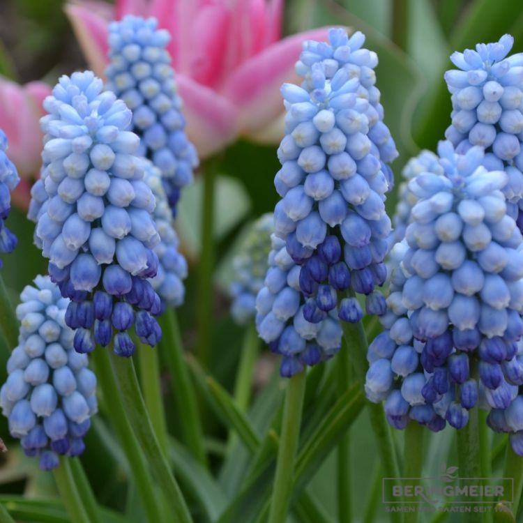 Muscari Traubenhyazinthe armeniacum Manon