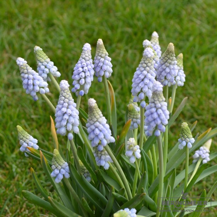 Muscari neglectum Traubenhyazinthe Baby's Breath 2