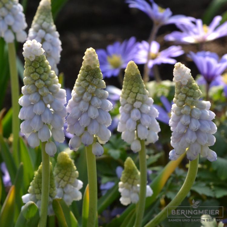 Muscari neglectum Traubenhyazinthe Baby's Breath 3