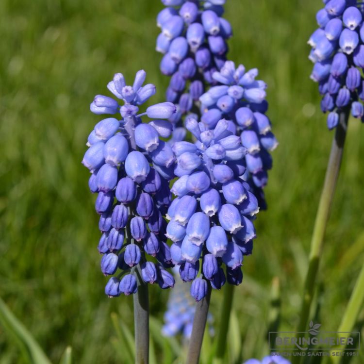 Muscari Traubenhyazinthe aucheri Blue Magic