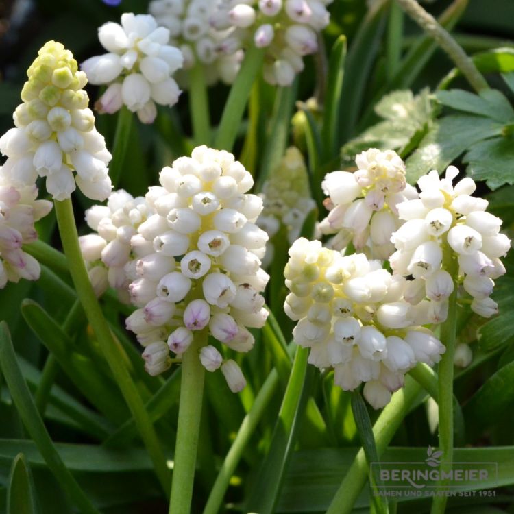 Muscari Traubenhyazinthe aucheri White Magic 1