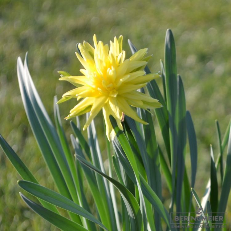 Narcissus Spezies Rip van Winkle 2