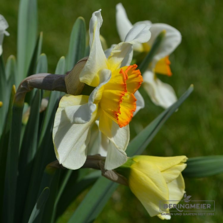 Grosskronige Narzissen Flower Record 3