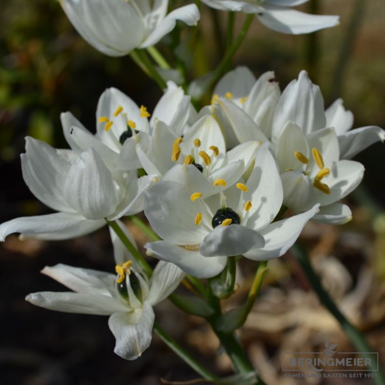Ornithogalum arabicum Milchstern