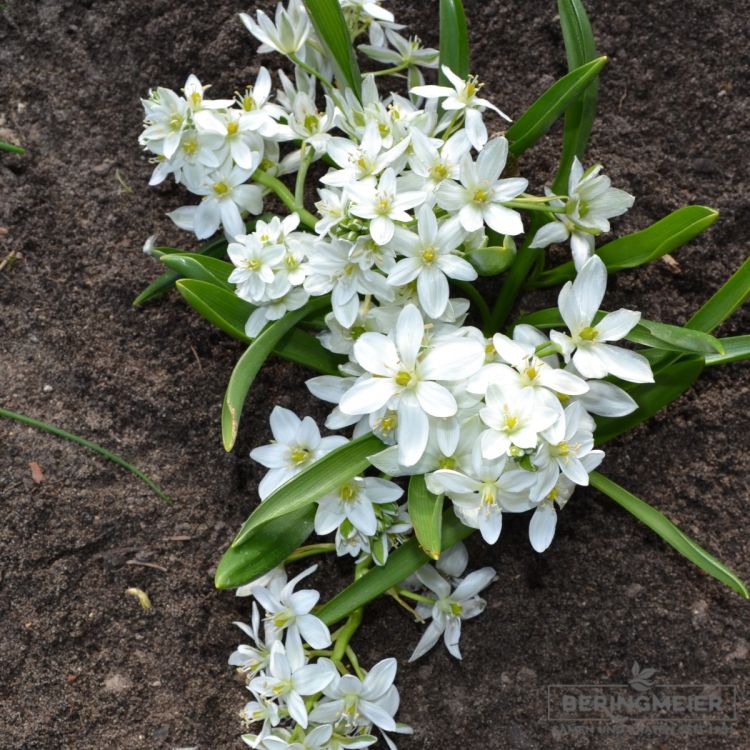 Ornithogalum balansae - Milchstern
