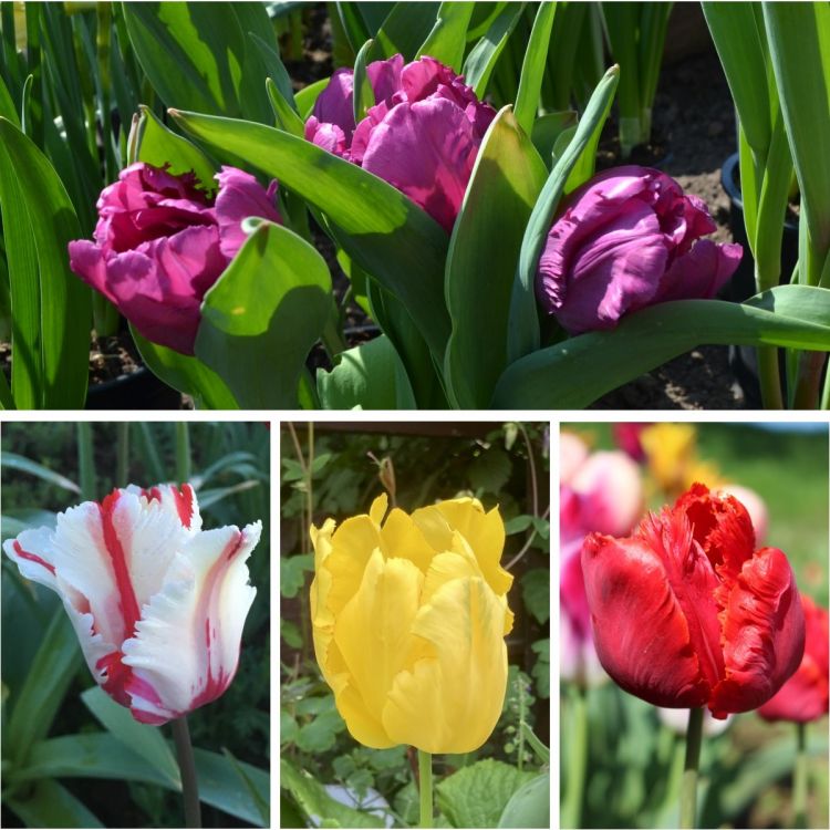 ABVERKAUF  Tulpen Mischung 250 Stück