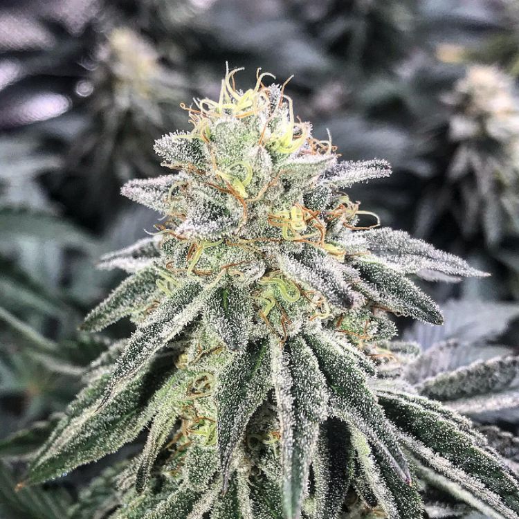 Pax Genetix Amnesia feminisiert