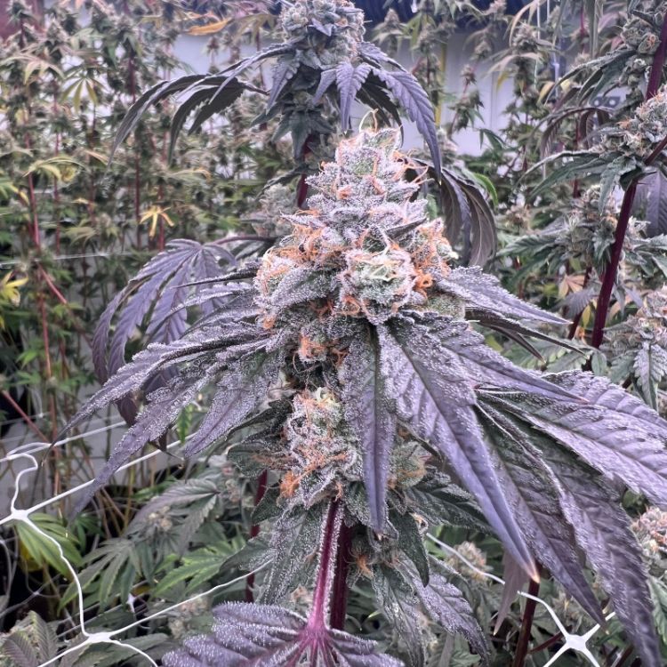 Feminisiertes Cannabis Saatgut Seifenblasen
