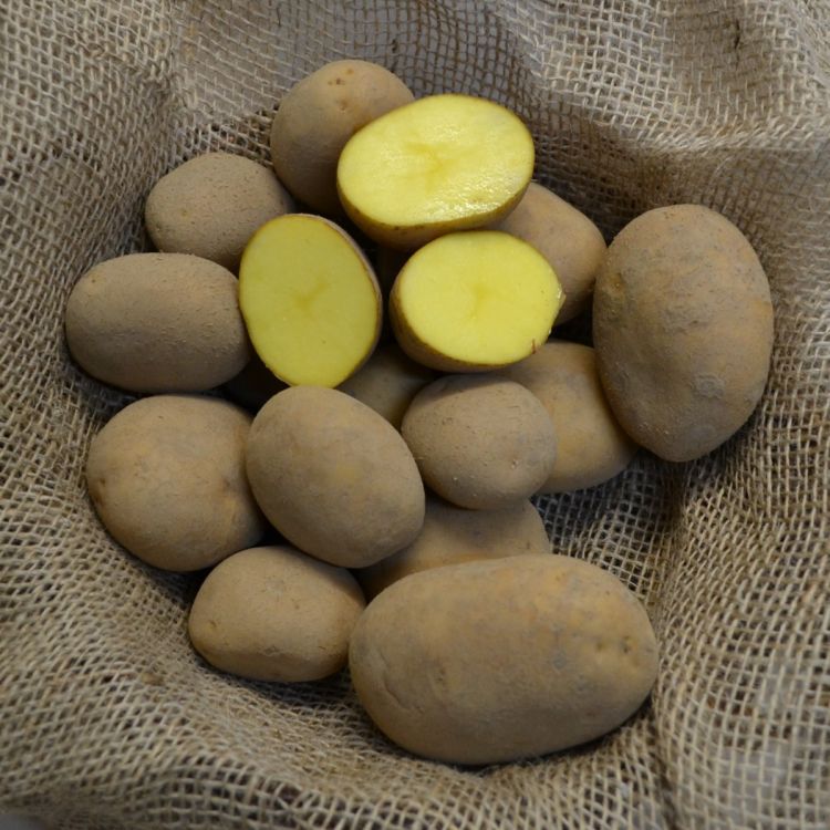Pflanzkartoffeln Afra - zertifizierte Pflanzkartoffel
