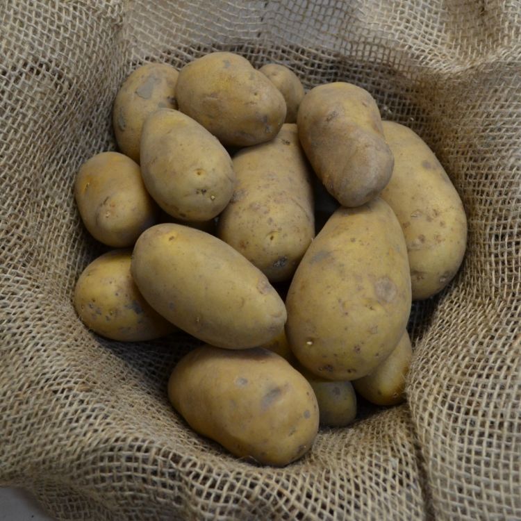 Pflanzkartoffeln Annabelle - zertifizierte Pflanzkartoffel