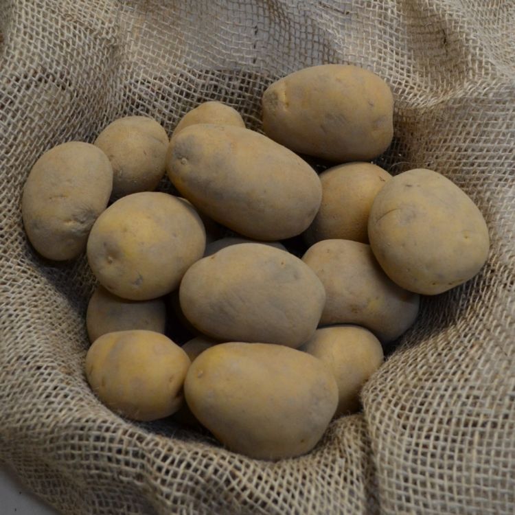 Pflanzkartoffeln Anuschka - zertifizierte Pflanzkartoffel