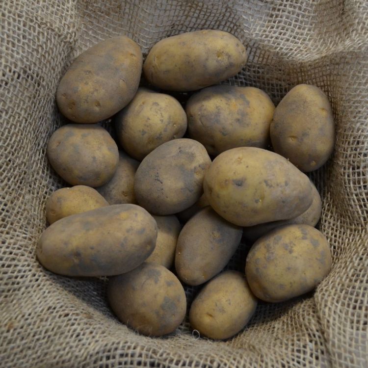 Pflanzkartoffeln Linda - Die Kartoffelkönigin - zertifizierte Pflanzkartoffel