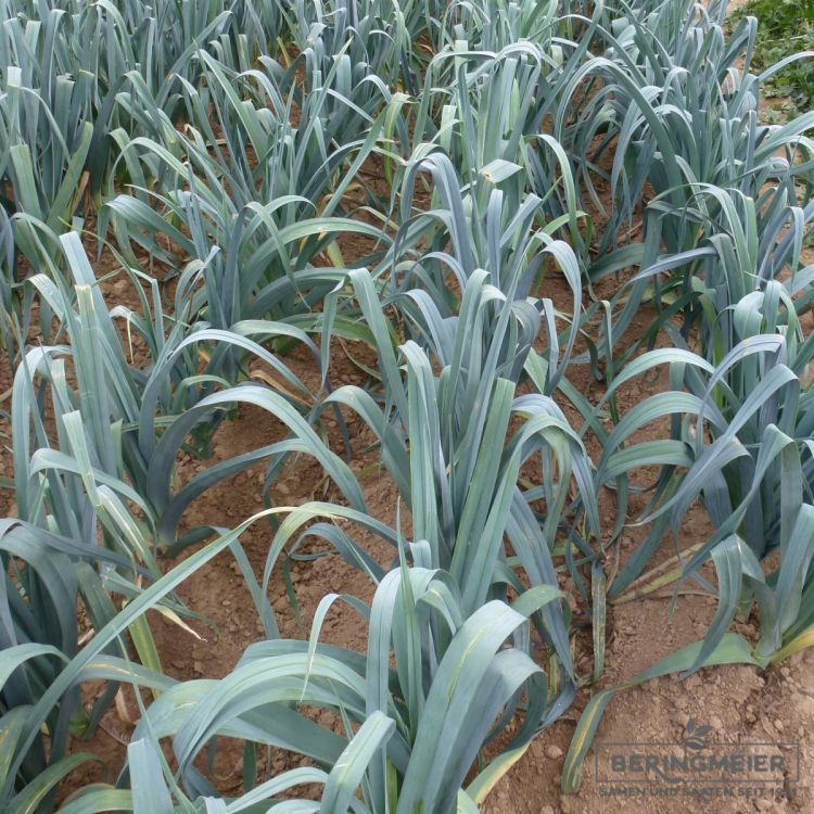 Porree Herbstriesen Hannibal