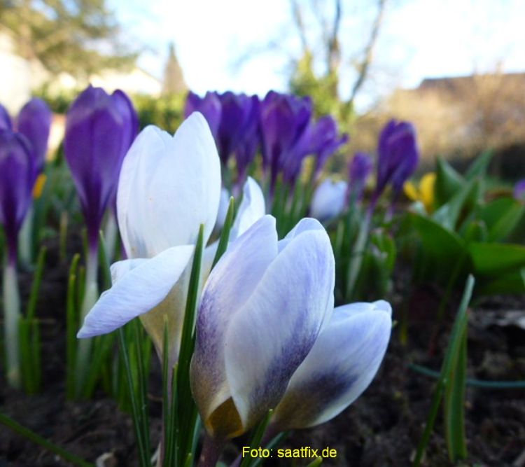 Crocus Botanische chrysanthus Prins Claus 2