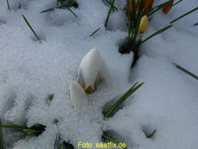 Crocus Botanische chrysanthus Prins Claus 4